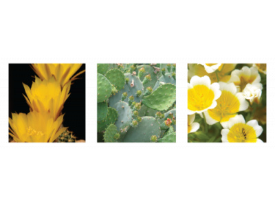 keratinCactus_complexSQ-1-500x167