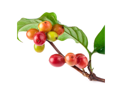Coffee-Plant-2163x2253_56164a40-8bec-4ef5-91c0-bd5dd2f3fc91