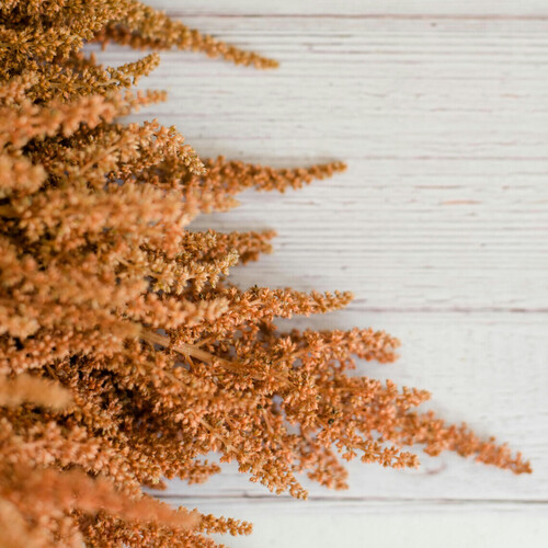 amaranth-16d9f061817f118957c7f5e111b9fb7e-bannerzoneitemfull-xl-1e913a5974fa1e451da4d92fc73c005a-bannerzoneitem_vierkant-xl